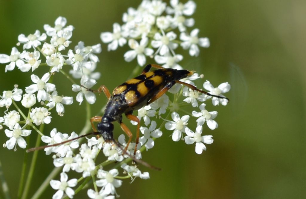 Strangalia attenuata, Cerambycidae
